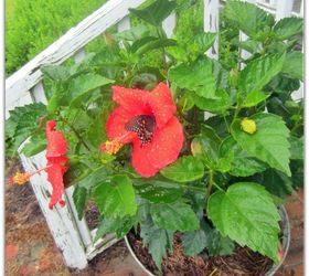 hibiscus for hibiscus house, flowers, gardening, hibiscus, outdoor living, porches
