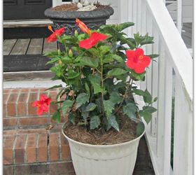 hibiscus for hibiscus house, flowers, gardening, hibiscus, outdoor living, porches