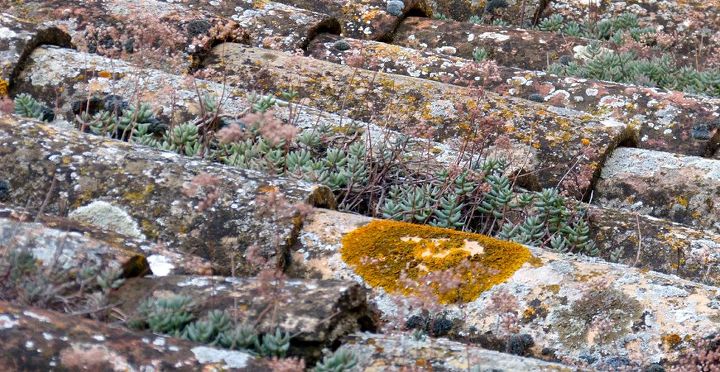 How to Remove Lichen From Roof Tiles and Outdoor Surfaces