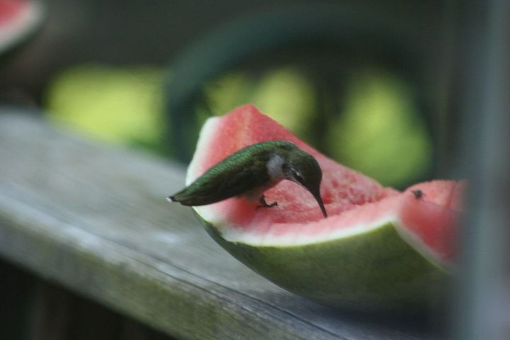 10 increbles maneras de atraer a los colibres a tu jardn, Corta rodajas de fruta tambi n sirve para las mariposas