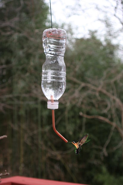 10 increbles maneras de atraer a los colibres a tu jardn, Introduce una pajita en el tap n de la botella de agua