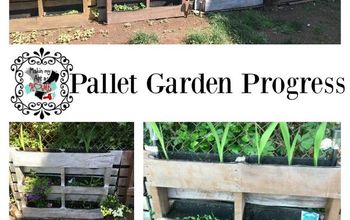 Pallet Garden Progress