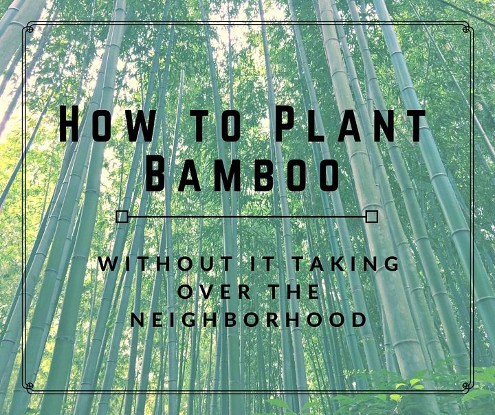 how to grow bamboo without it taking over, container gardening, gardening, how to