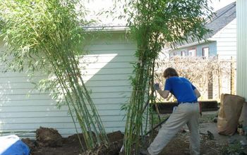 How to Grow Bamboo Without It Taking Over