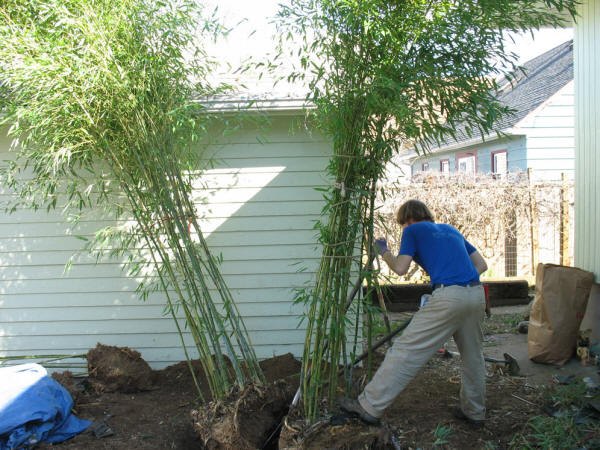 how to grow bamboo without it taking over, container gardening, gardening, how to, Source