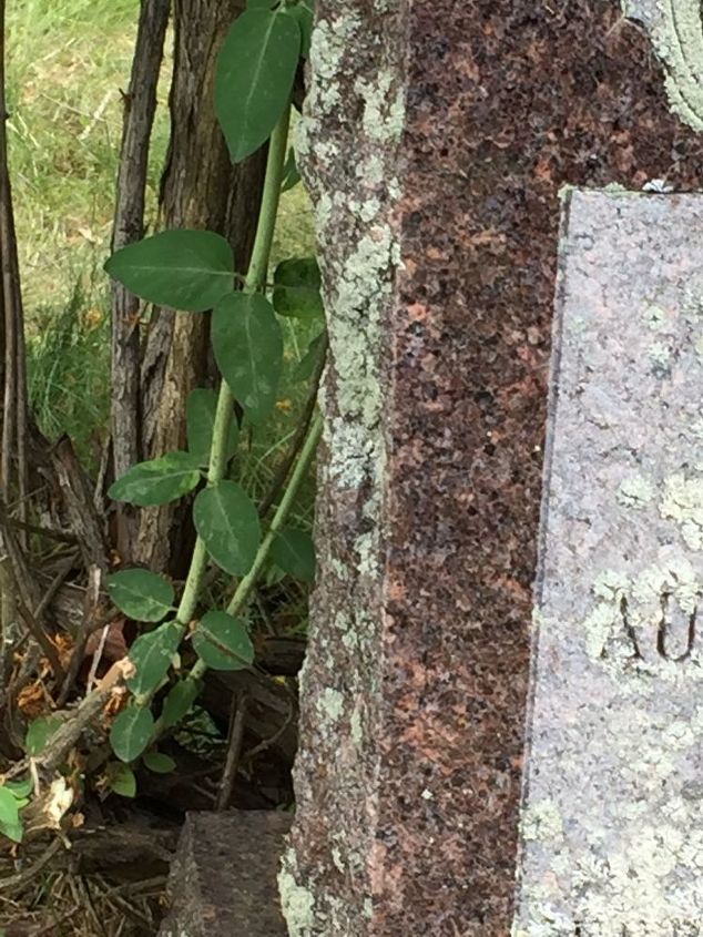 removing lichen from granite