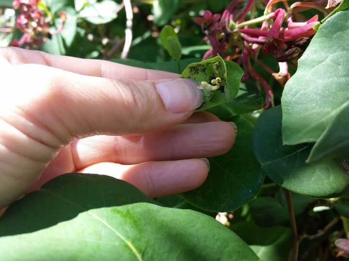 3 household items to keep your garden pests at bay, diy, gardening, homesteading, pest control, This honeysuckle needs some soap garlic