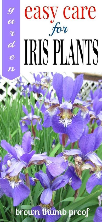 a prueba de pulgares marrones cuidado de las plantas de iris