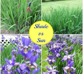 brown thumb proof care for iris plants, curb appeal, flowers, gardening, landscape, perennial