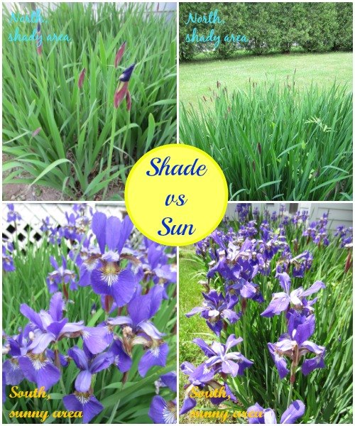 prova do polegar marrom iris plant care