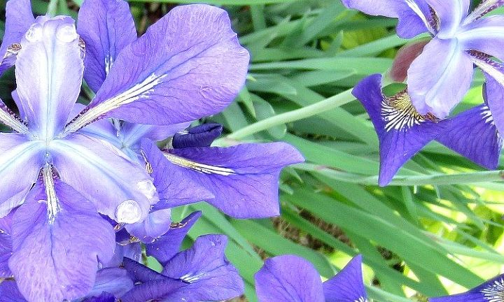 a prueba de pulgares marrones cuidado de las plantas de iris