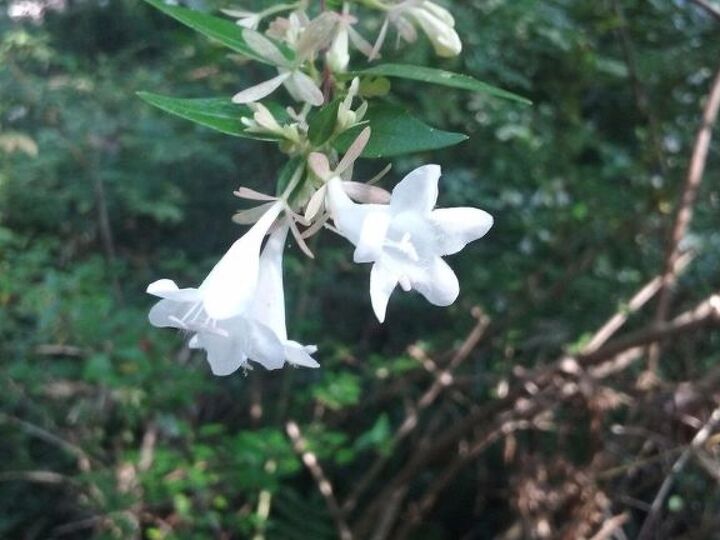 q plant identify, gardening, plant id