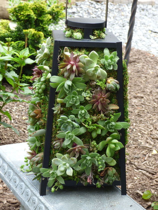succulent lantern