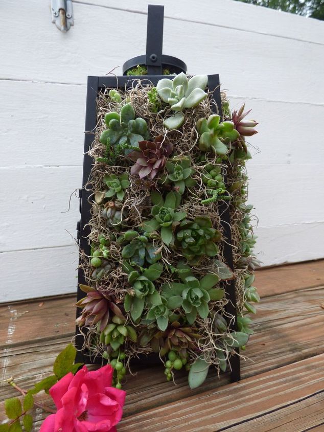 succulent lantern