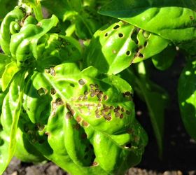 how can i get rid of basil pests naturally, Something is damaging my basil
