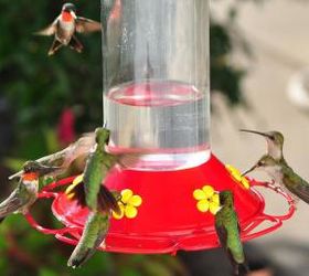 hummingbird nectar recipe, pets animals