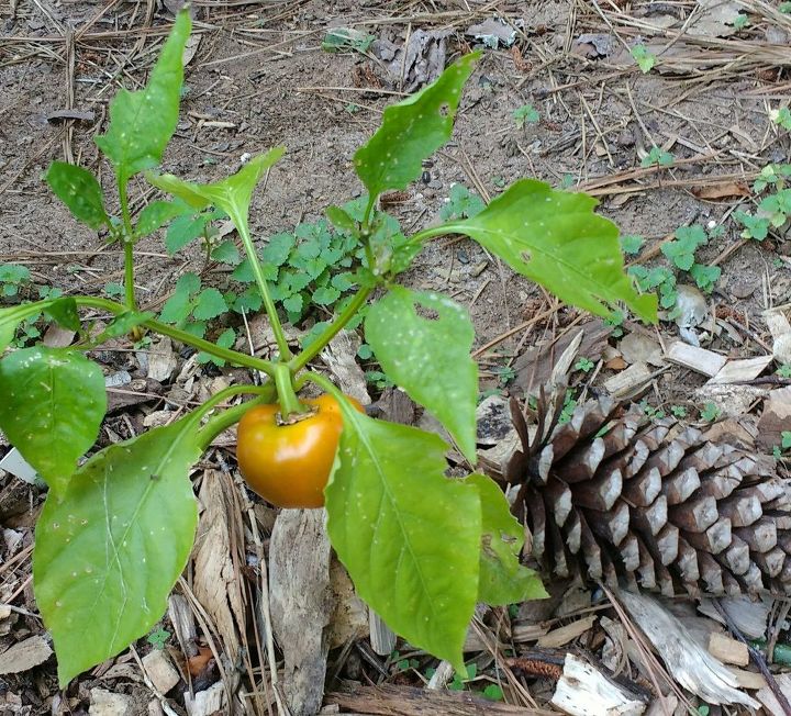 q i have questions about some of my plants , gardening