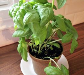 how to harvest basil for strong and productive plants , diy, gardening, how to, plant care