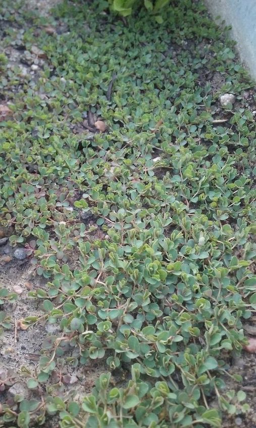 q how do i get rid of these weeds , gardening