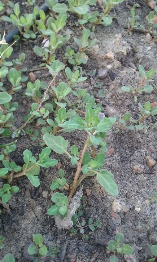 q how do i get rid of these weeds , gardening