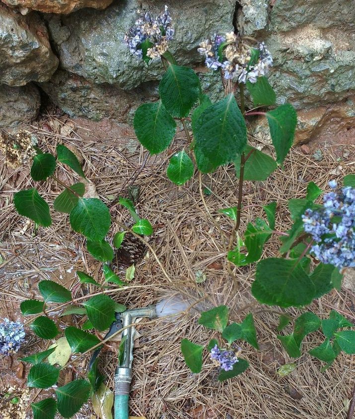 q what s wrong with my hydrangea , flowers, gardening, hydrangea, plant care