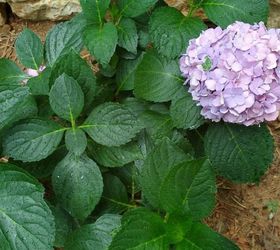 q what s wrong with my hydrangea , flowers, gardening, hydrangea, plant care