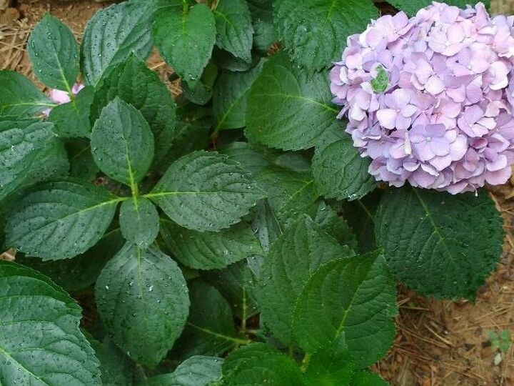 q what s wrong with my hydrangea , flowers, gardening, hydrangea, plant care
