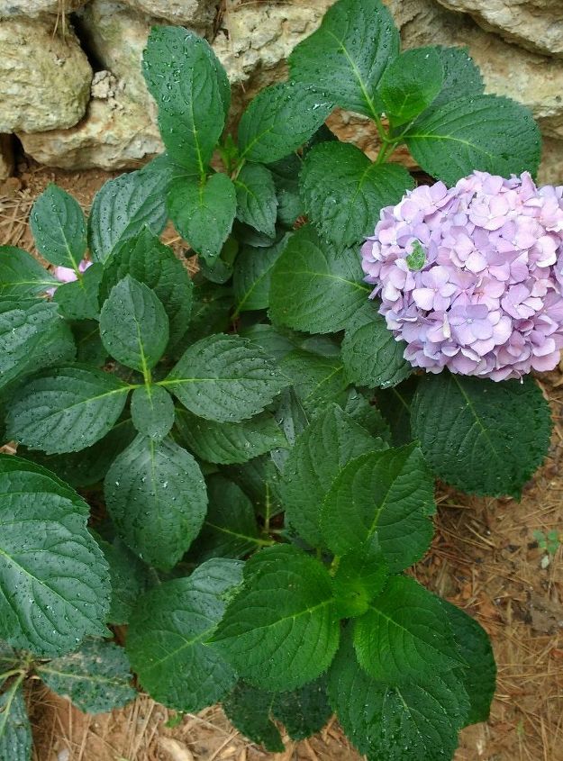 q what s wrong with my hydrangea , flowers, gardening, hydrangea, plant care