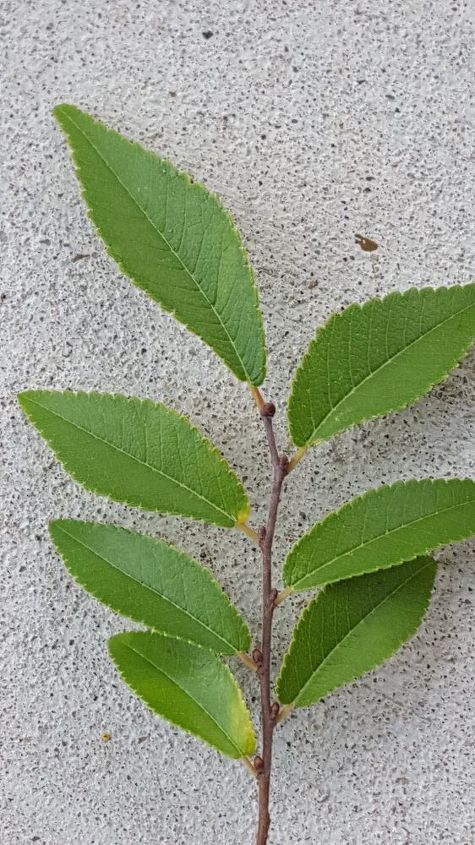 q what kind of tree , gardening, landscape, plant id