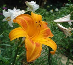 q daylily leaves have rust colored spots and streaks why , gardening, plant care
