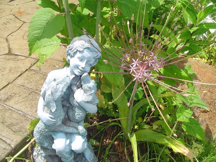 q what is this plant looks starry , flowers, gardening, plant id