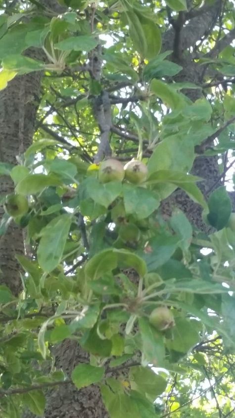 q what kind of nut fruit tree is this , gardening, plant id