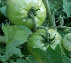 q tomatoes, gardening, plant care, Tomato 1