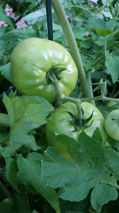 q tomatoes, gardening, plant care, Tomato 1