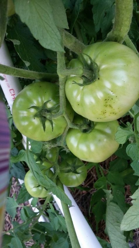 q tomatoes, gardening, plant care, Tomato 2