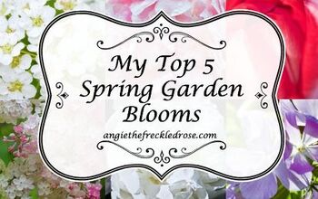  Minhas 5 melhores flores de primavera para o jardim