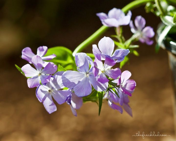 mis 5 mejores flores de primavera para el jardn, Blue Moon Phlox