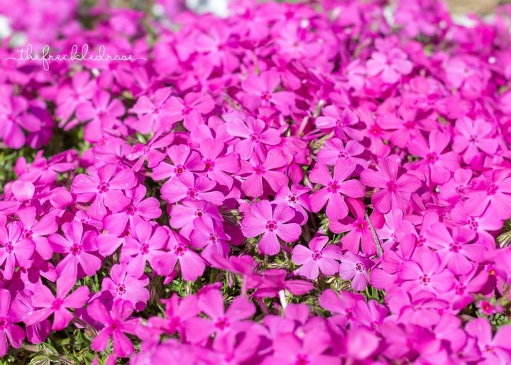 minhas 5 melhores flores de primavera para o jardim, Phlox Rastejante Rosa Esmeralda