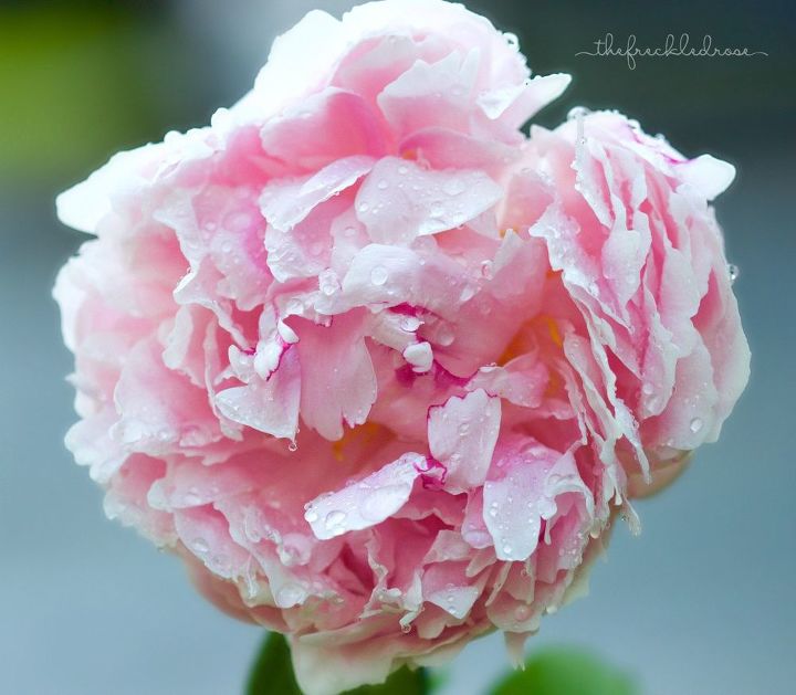 minhas 5 melhores flores de primavera para o jardim, Sarah Bernhardt Pe nia