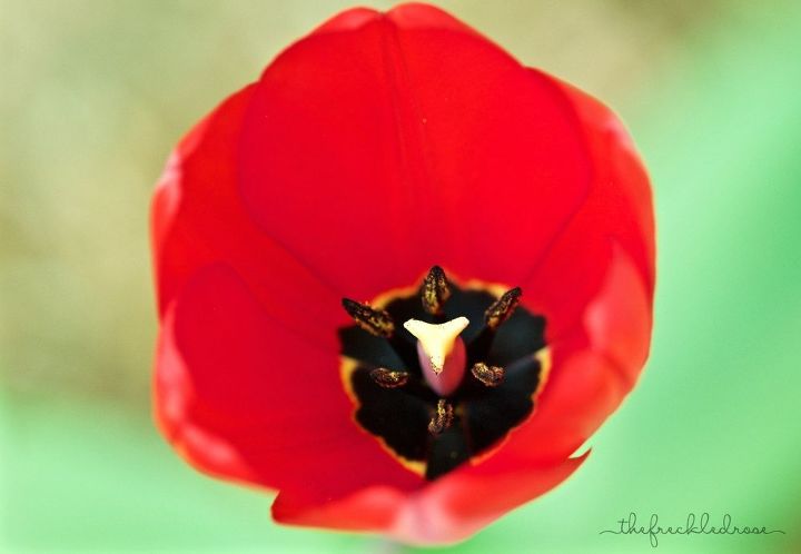 mis 5 mejores flores de primavera para el jardn, Tulipanes