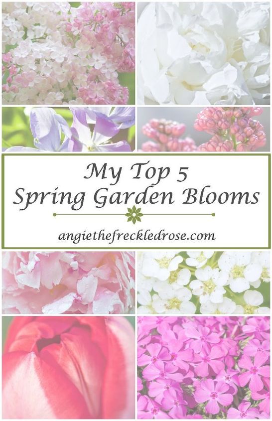 minhas 5 melhores flores de primavera para o jardim