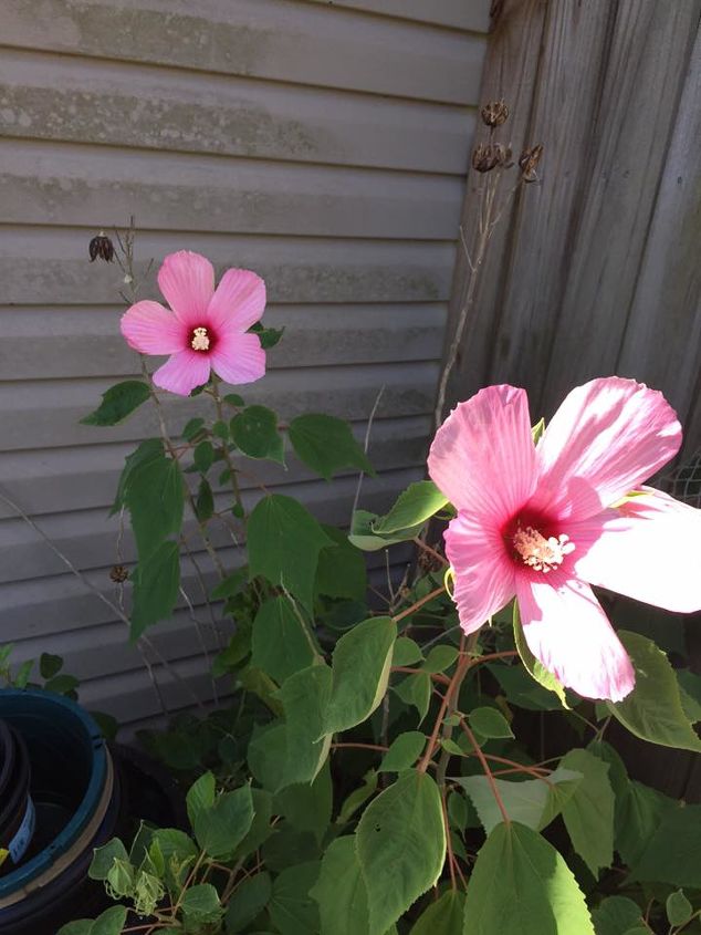 q what is this shrub , gardening, plant id