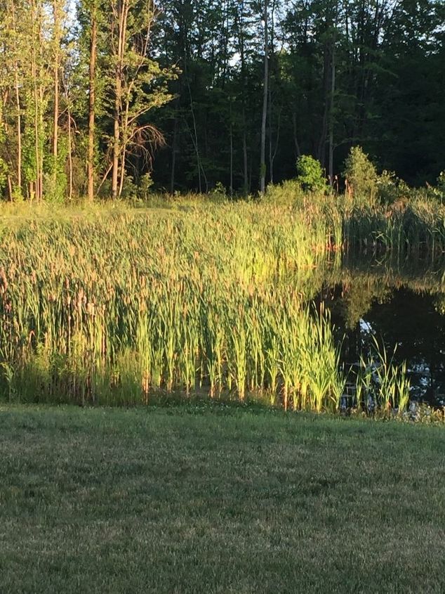 q cattails are invading the pond how do i, gardening, gardening pests, ponds water features