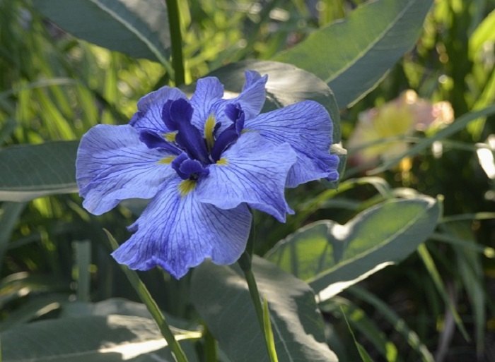 japanese iris, flowers, gardening, Butterflies Are Free