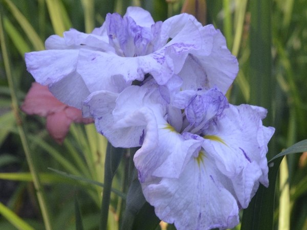 japanese iris, flowers, gardening, Confetti Dancer