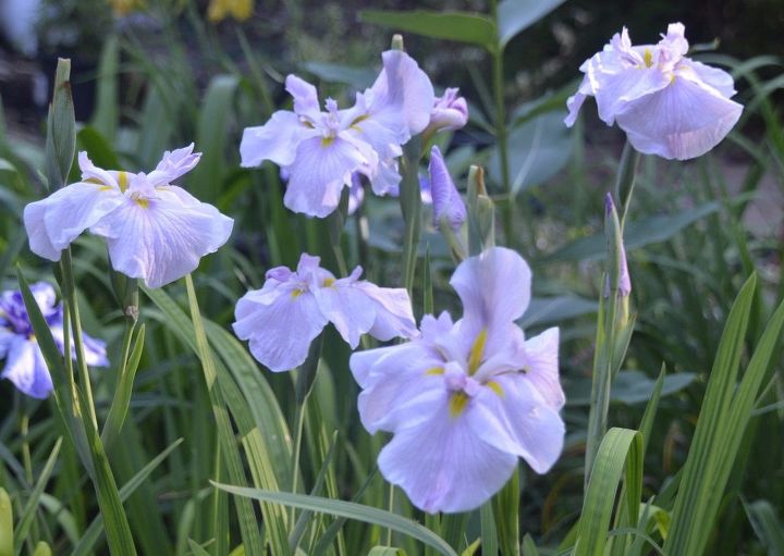 japanese iris, flowers, gardening, Pinkerton