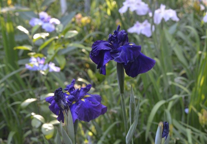 japanese iris, flowers, gardening, Summer Storm
