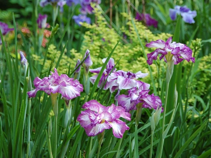 japanese iris, flowers, gardening, Lion King