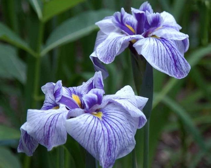 japanese iris, flowers, gardening, Greywood s Tiana