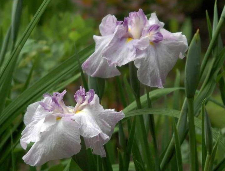 japanese iris, flowers, gardening, Oriental Fantasy